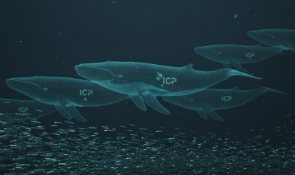 icp whale